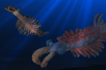 Anomalocaris