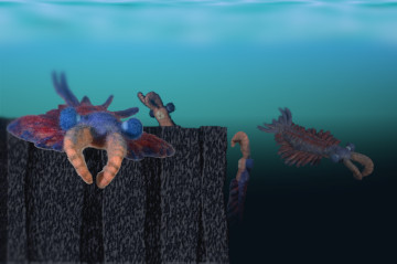 Anomalocaris canadensis #03