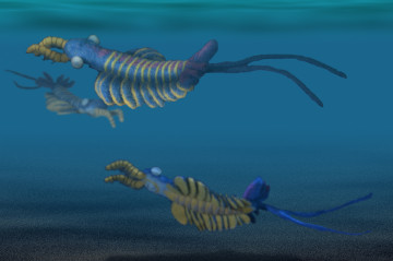 Anomalocaris sp.