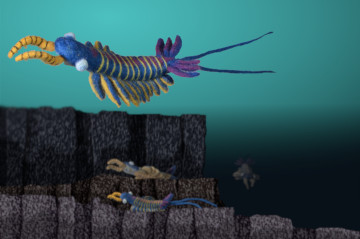 Anomalocaris sp. #03