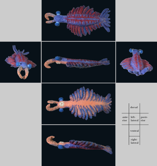 Anomalocaris canadensis