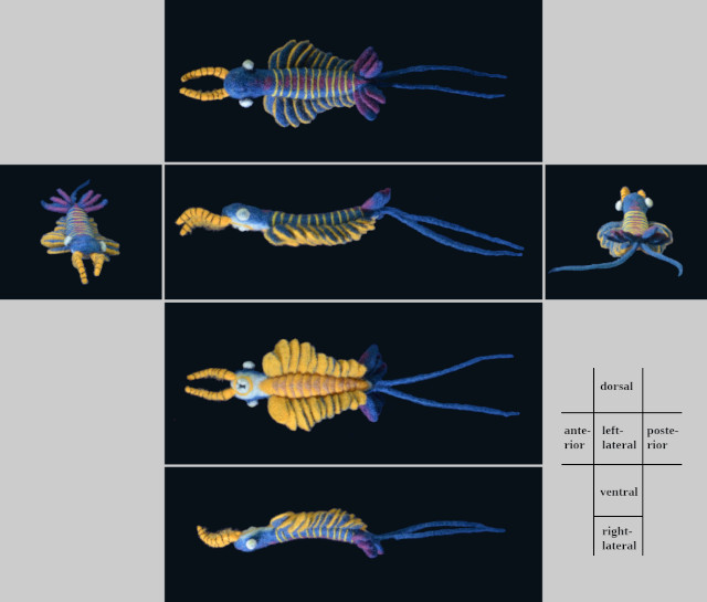 Anomalocaris sp.