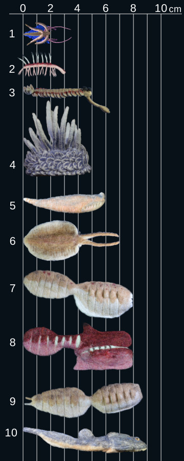 Compare the animal size, under 10 cm