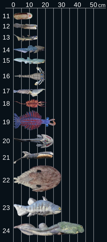 Compare the animal size, 10 - 49 cm