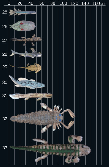 Compare the animal size, over 50 cm