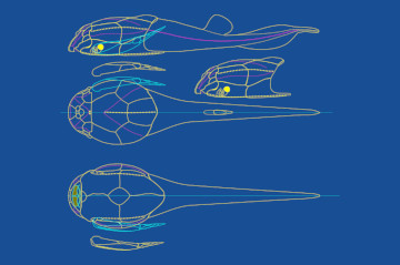 making bothriolepis #01