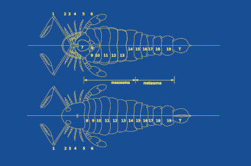 making pterygotus #01