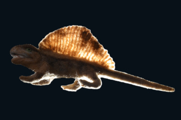 ディメトロドン 素材 #03