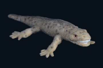 seymouria source #01