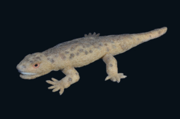 seymouria source #02