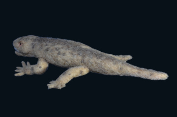 seymouria source #03