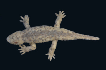 seymouria source #04