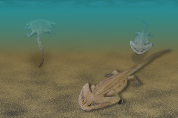 Diplocaulus