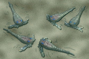 Eurypterus #6