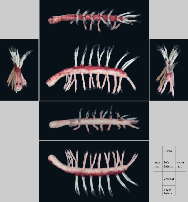 Hallucigenia