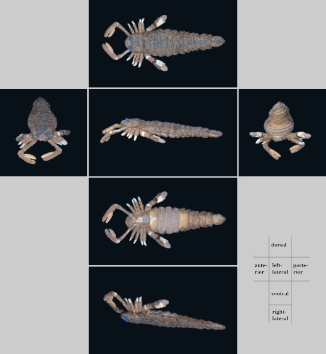 Pterygotus