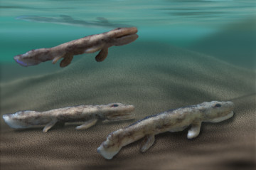 Tiktaalik #1