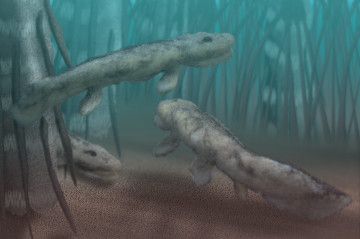 Tiktaalik #2