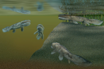 Tiktaalik #3