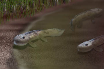 Tiktaalik #4