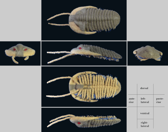 Trilobite