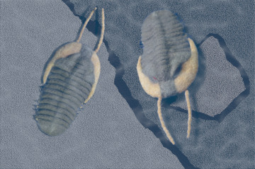 Trilobite