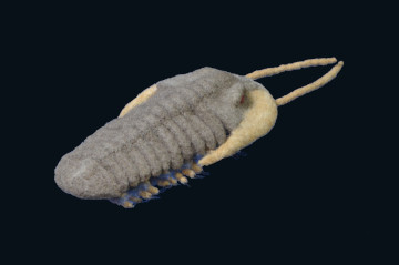 Trilobite #20