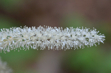 アカショウマの花穂拡大