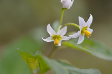 アメリカイヌホオズキ花拡大