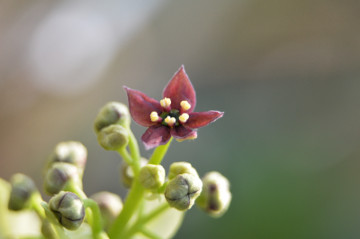 アオキ雄花の変異