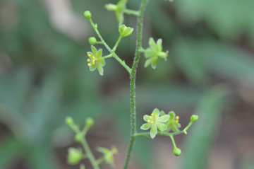 アオヤギソウの花