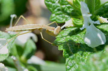 カマキリの仲間の幼虫