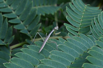 カマキリの仲間の幼虫