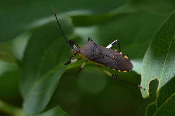 キバラヘリカメムシ