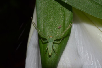 ワカバグモ