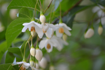 エゴノキの花２