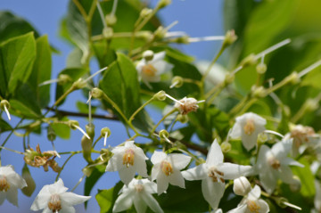 エゴノキの花１