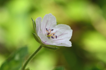 ゲンノショウコの花拡大