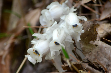 ギンリョウソウの花