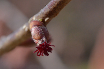 ハシバミの雌花