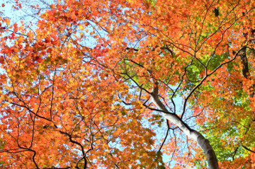 ハウチワカエデ紅葉遠景１