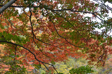 ハウチワカエデ紅葉遠景２