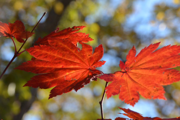 ハウチワカエデ紅葉