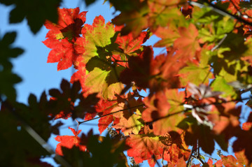 ハウチワカエデ紅葉