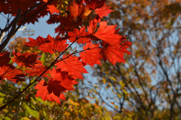 ハウチワカエデ紅葉遠景２