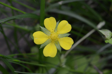 ヘビイチゴの花