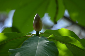 ホオノキの蕾