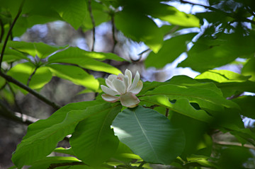 ホオノキの花