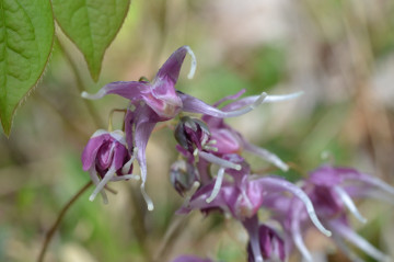 イカリソウの花