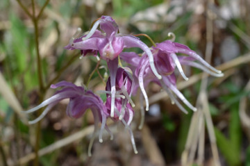 イカリソウ花拡大１